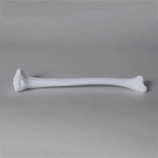 [SKU:MM003] SurgiSIM Tibia Right